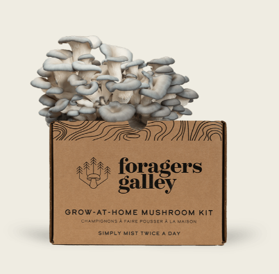 Grow-At-Home Mushroom Kit - Blue Oyster