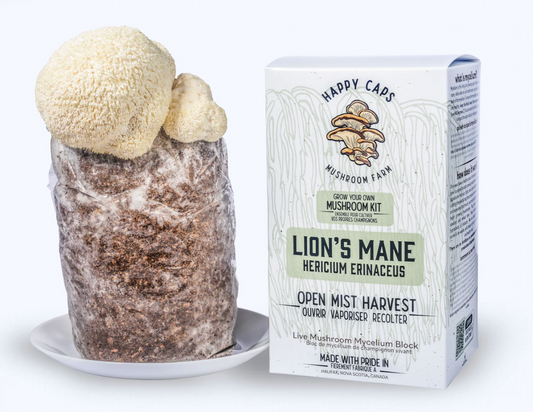 Lion's Mane Mushroom Kit